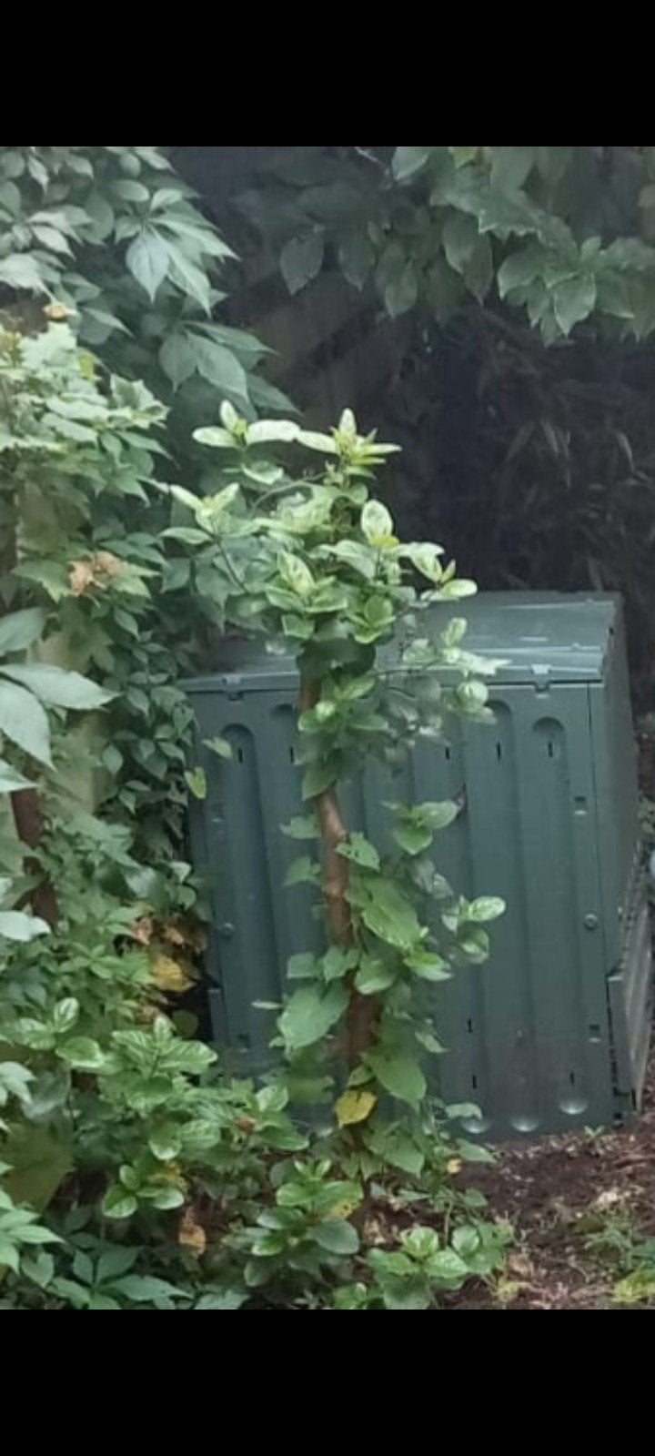 Compostbak 400L, Overige soorten, 100 tot 250 cm, Zomer, Ophalen