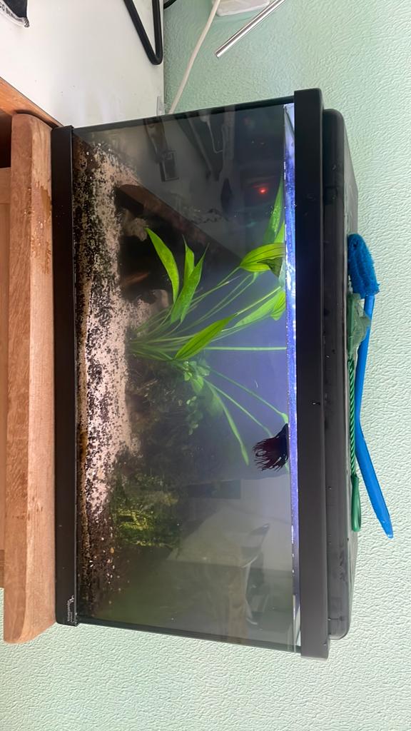 Aqaurium 60 liter compleet!, Ophalen of Verzenden, Zo goed als nieuw, Gevuld zoetwateraquarium