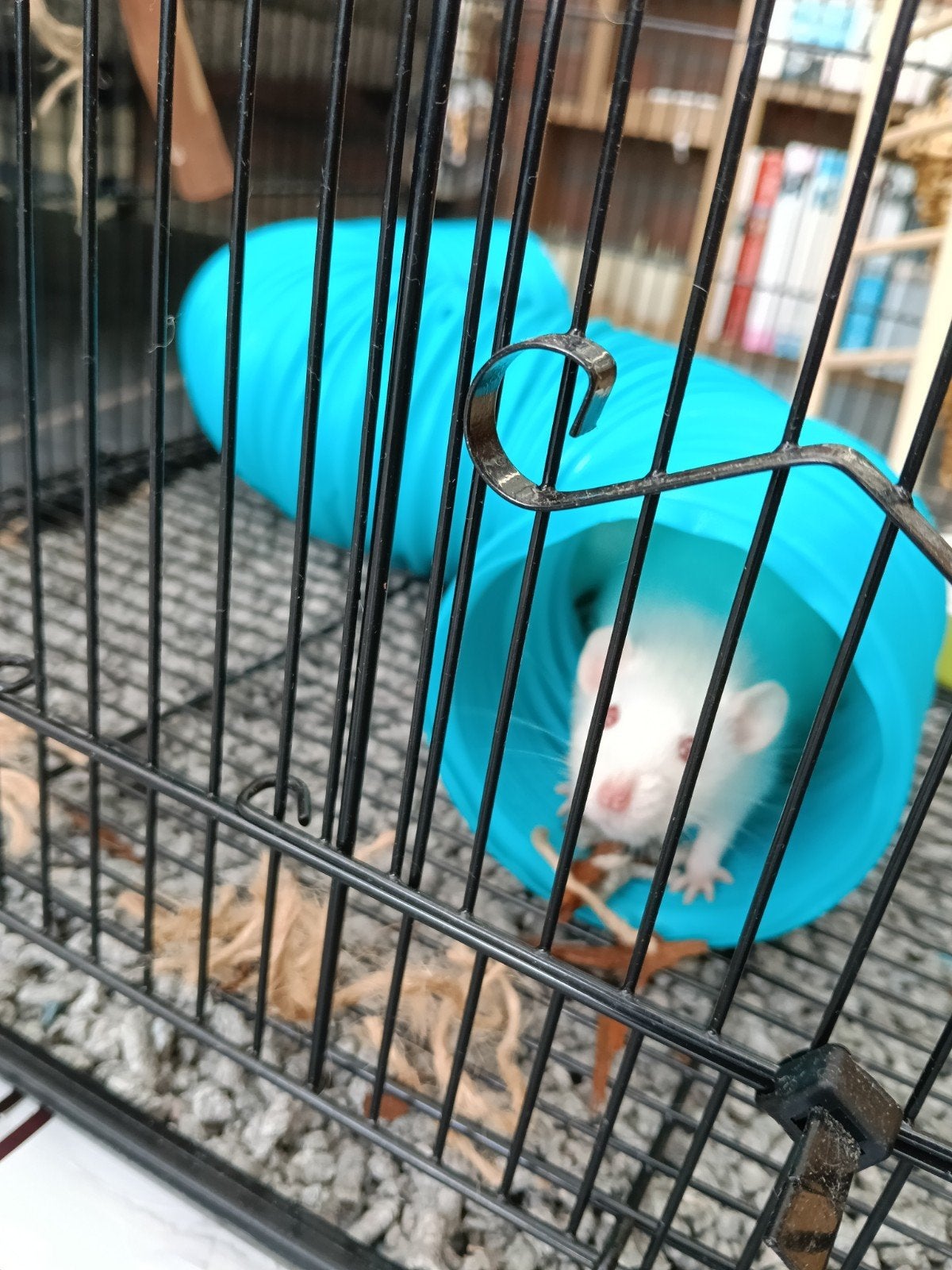 ratten, Dieren en Toebehoren, Rat, Maart, Mannelijk, Tam
