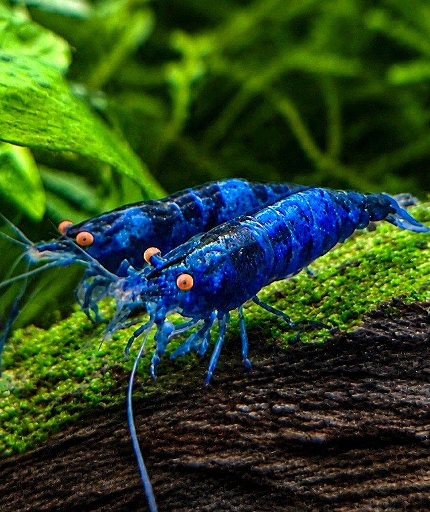 Neocaridina davidi Blue Dream GRATIS VERZENDING, Kreeft, Krab of Garnaal