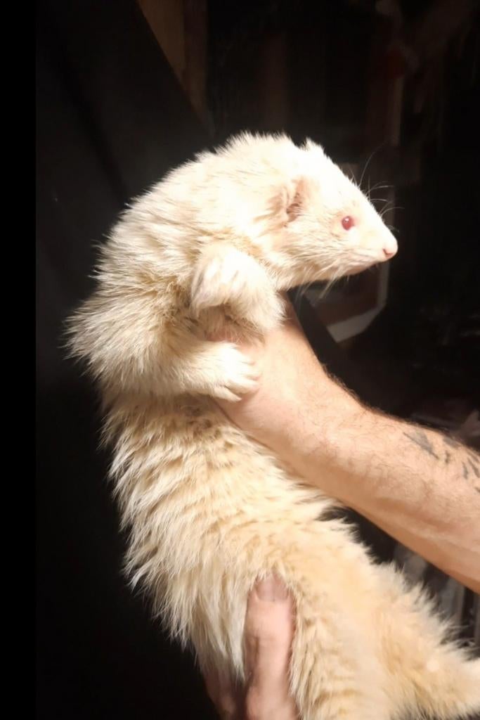 Dekram fret albino - ervaren en gezond, Dieren en Toebehoren, Overige Dieren, Oktober, Mannelijk