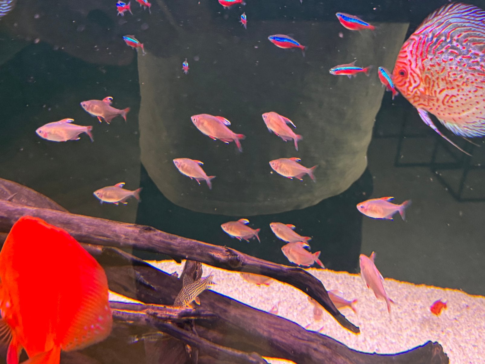 Hyphessobrycon bentosi, Dieren en Toebehoren, Vis