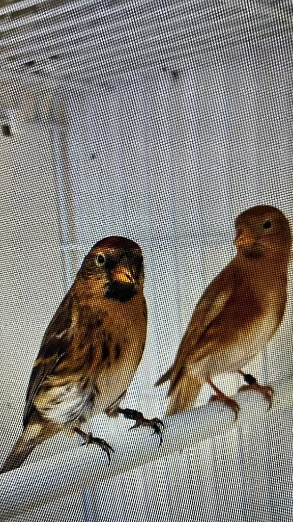Mooi Koppel Barmsijsjes met DNA, Meerdere dieren, Wildzangvogel, Geringd