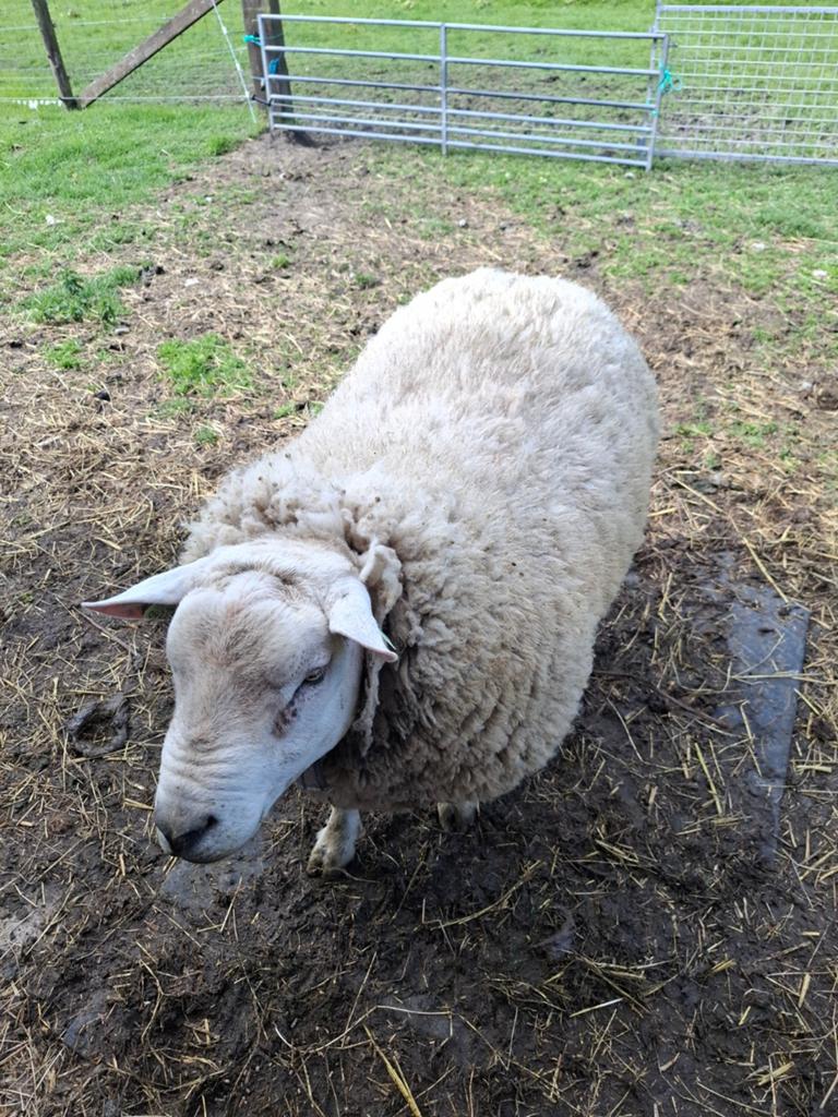 Engelse texelaar ram, Mannelijk, Schaap