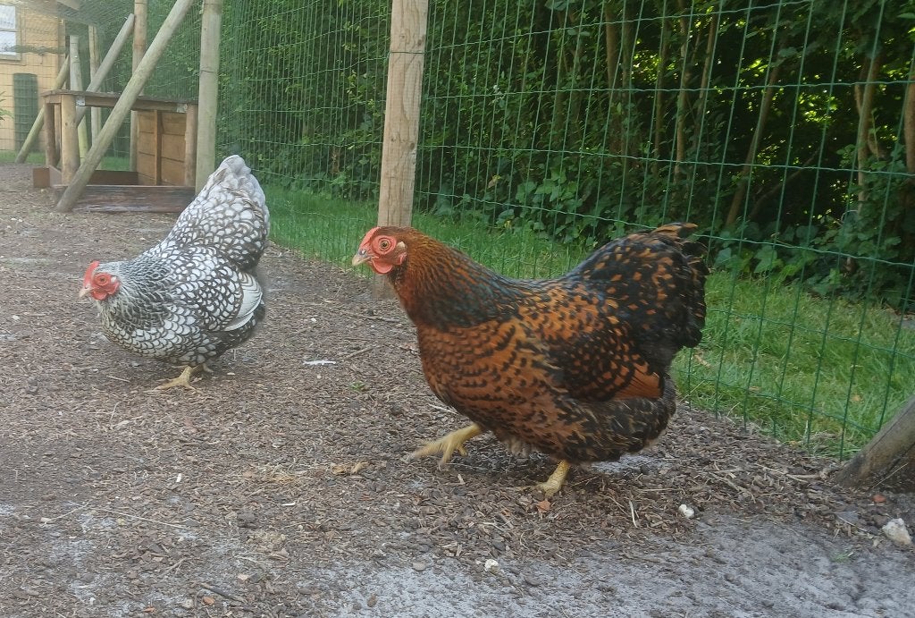 2 Wyandotte kriel hennetjes, Dieren en Toebehoren, Pluimvee, Kip, Vrouwelijk