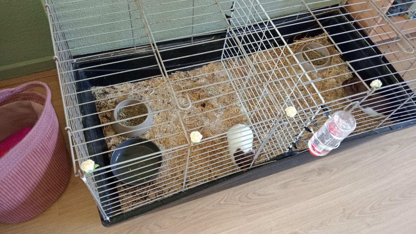2 lieve baby cavia's, mannetje en vrouwtje, 6 weken incl tbh, Cavia, Mei, Meerdere dieren, Tam