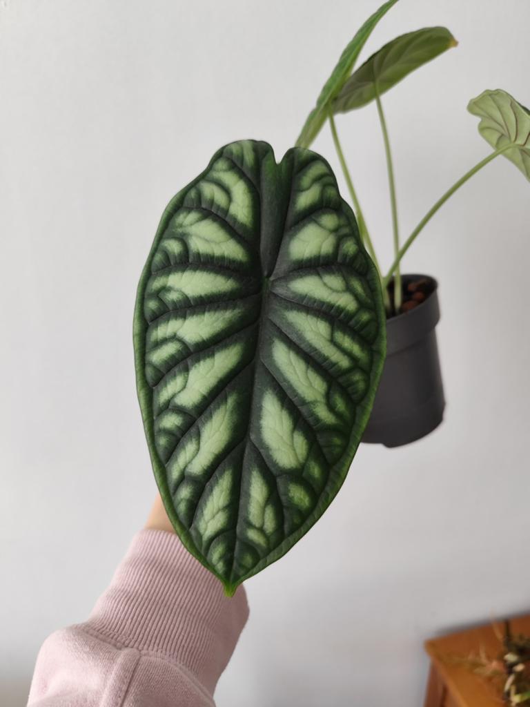 Alocasia Dragon Scale - Prachtige kamerplant, Vaste plant, Bloeit niet, Halfschaduw, Ophalen