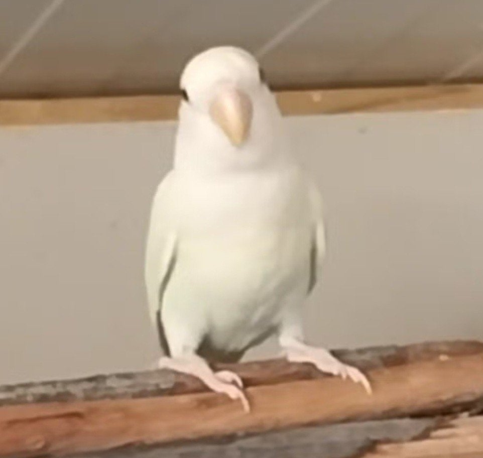 Lieve jonge agapornis roseicollis dwergpapegaai te koop, Geslacht onbekend, Dwergpapegaai of Agapornis, Tam