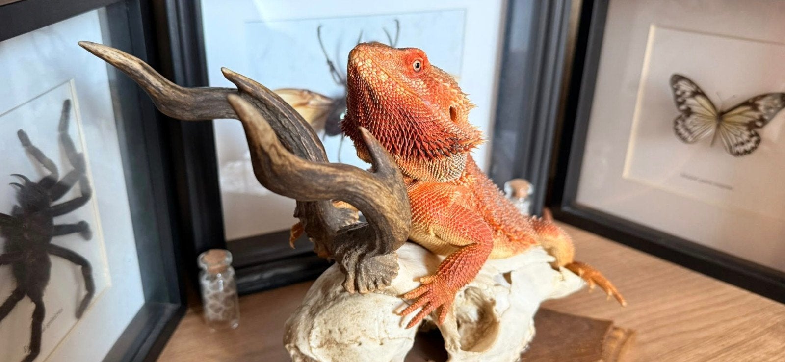 Baardagaam man Bearded Dragon photo 7