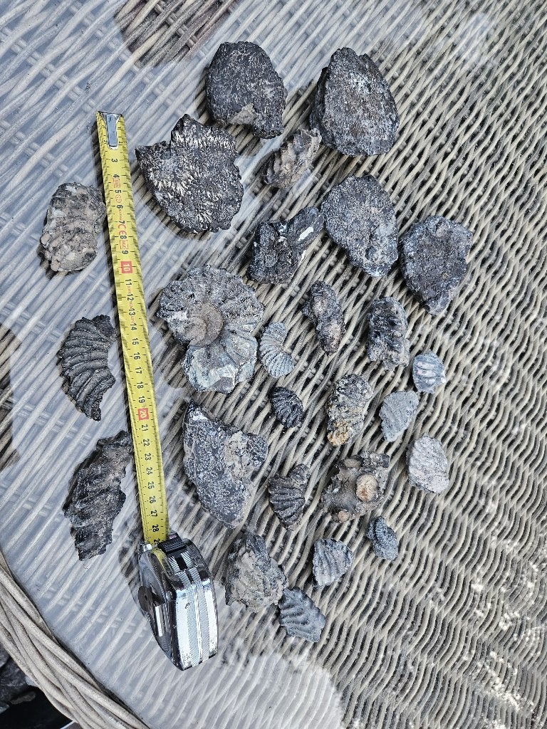 Partij fossielen ammonieten stukken, Verzamelen, Mineralen en Fossielen, Ophalen of Verzenden, Fossiel