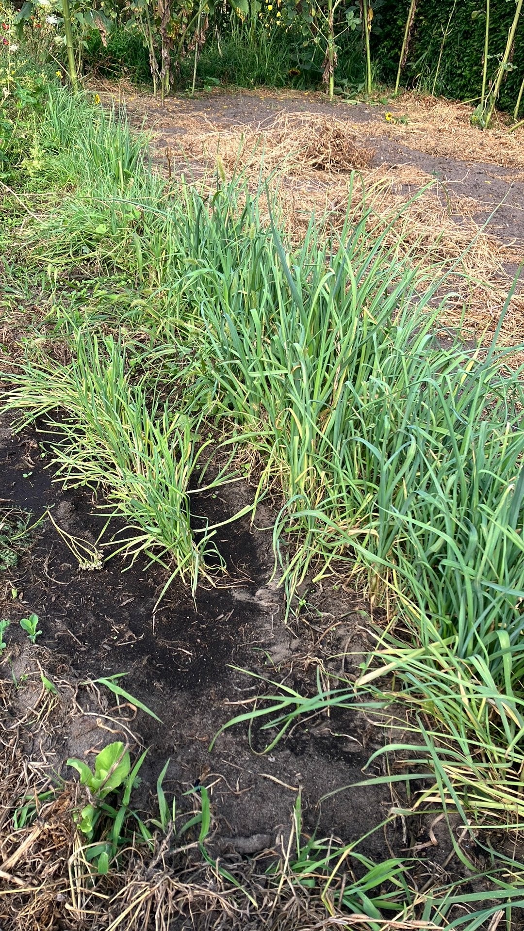 Preiplantjes biologisch geteeld, Ophalen of Verzenden, Eenjarig, Groenteplanten, Volle zon