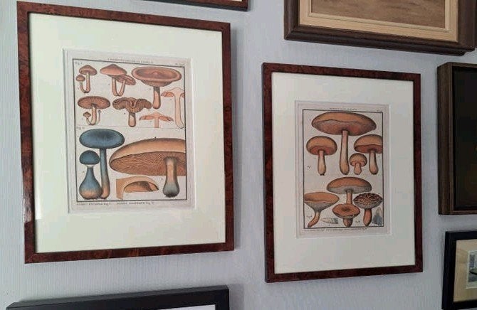 Twee oude prenten van paddenstoelen, 37 cm, Zo goed als nieuw, 30 cm, Met afbeelding
