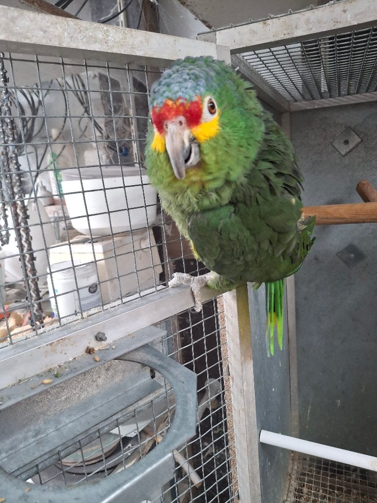 geelwang amazone kweekpop, Dieren en Toebehoren, Vogels | Parkieten en Papegaaien, Vrouwelijk, Papegaai, Geringd