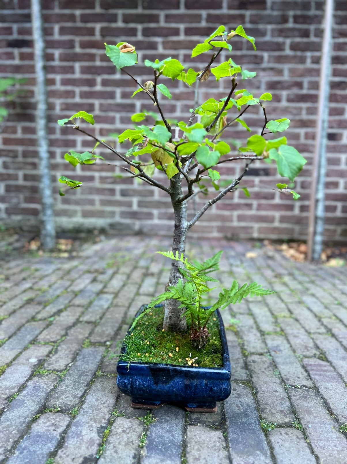 Zomerlinde (Tilia) bonsai, Bloeit niet, Halfschaduw, Overige soorten, Minder dan 100 cm
