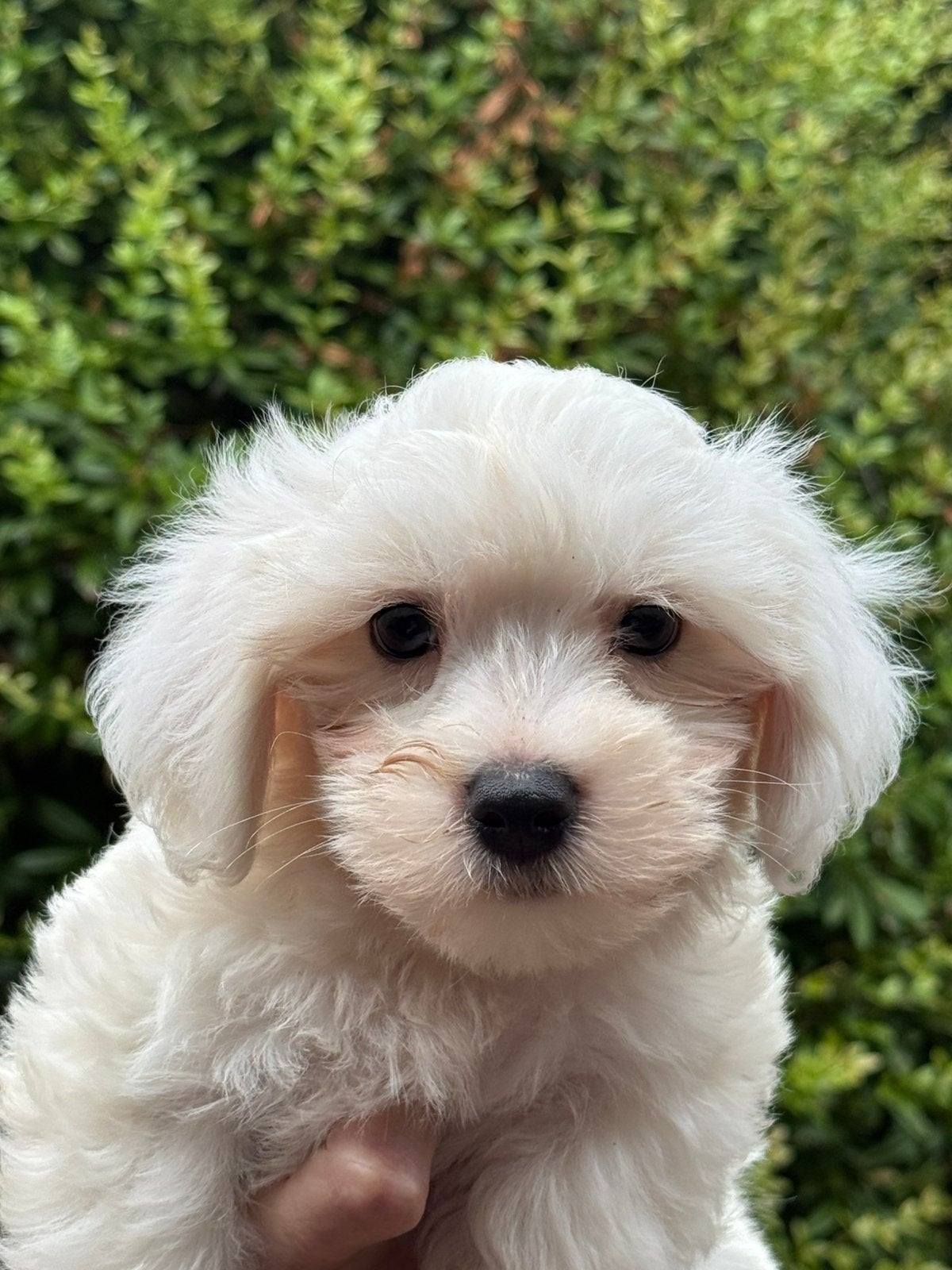 Klein type Maltezer pups ( Maltezer Leeuwtje ), Parvo, Maltezer, Nederland, 8 tot 15 weken