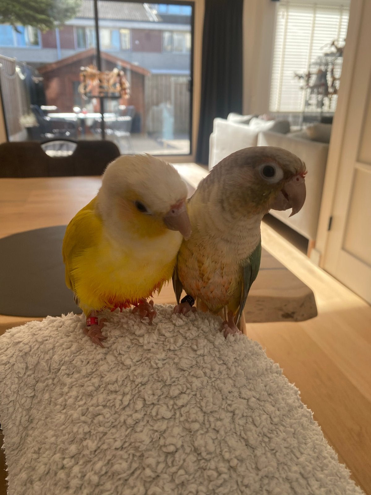 Twee tamme Pyrrhura’s, Dieren en Toebehoren, Vrouwelijk, Parkiet