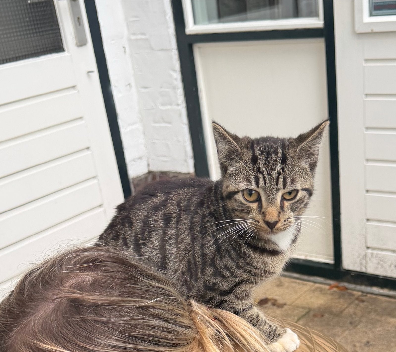 Aanhankelijke kitten aangeboden, Dieren en Toebehoren, Kater, Kortharig, 0 tot 2 jaar