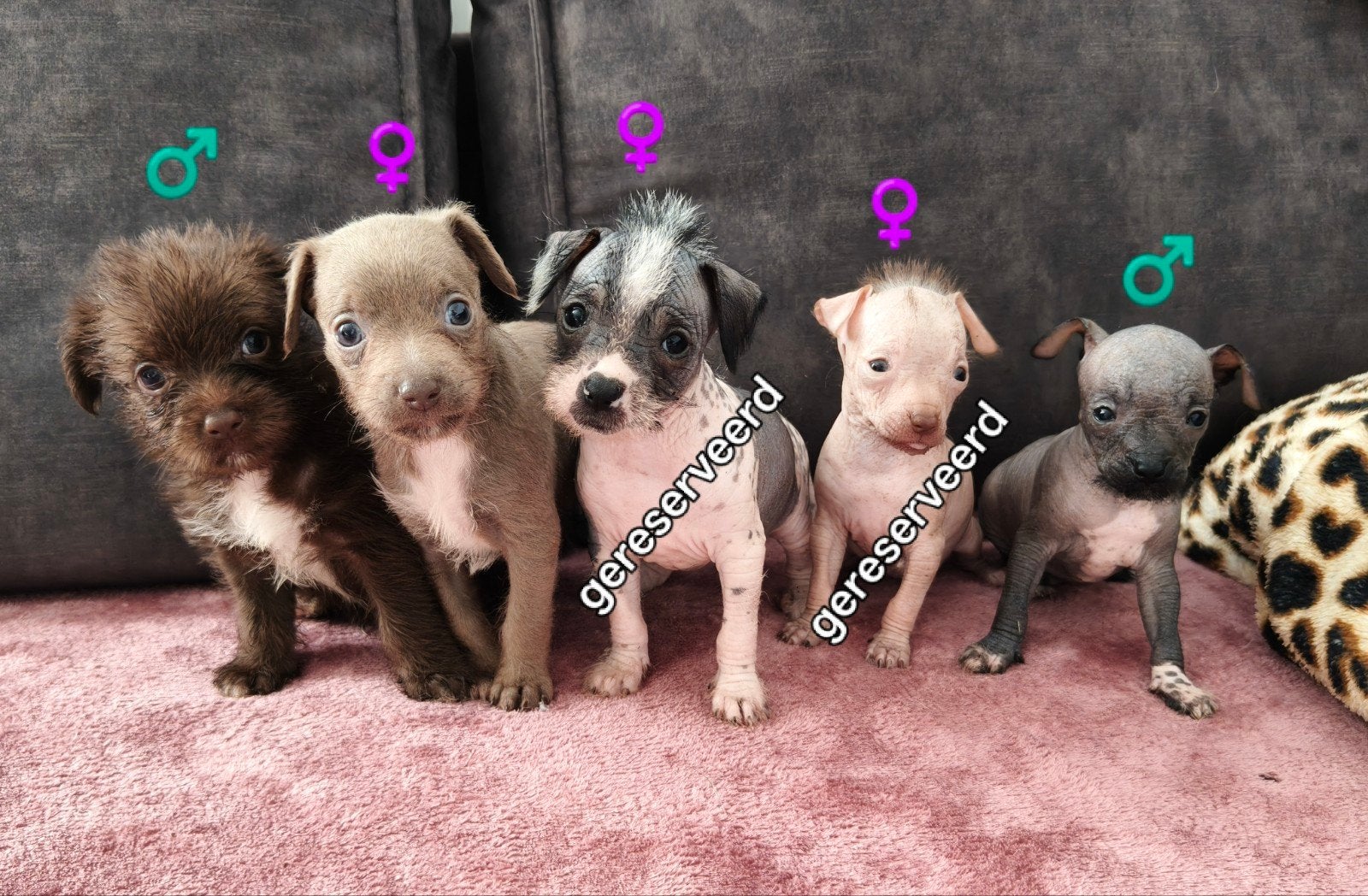 Naakthond puppy's 6 weken oud, 8 tot 15 weken, Meerdere, Meerdere dieren, Nederland