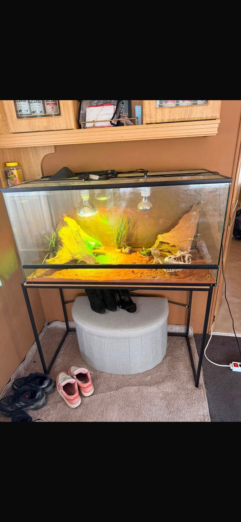 Baardagaam, Dieren en Toebehoren, Reptielen en Amfibieën, Hagedis, Met terrarium, 3 tot 6 jaar