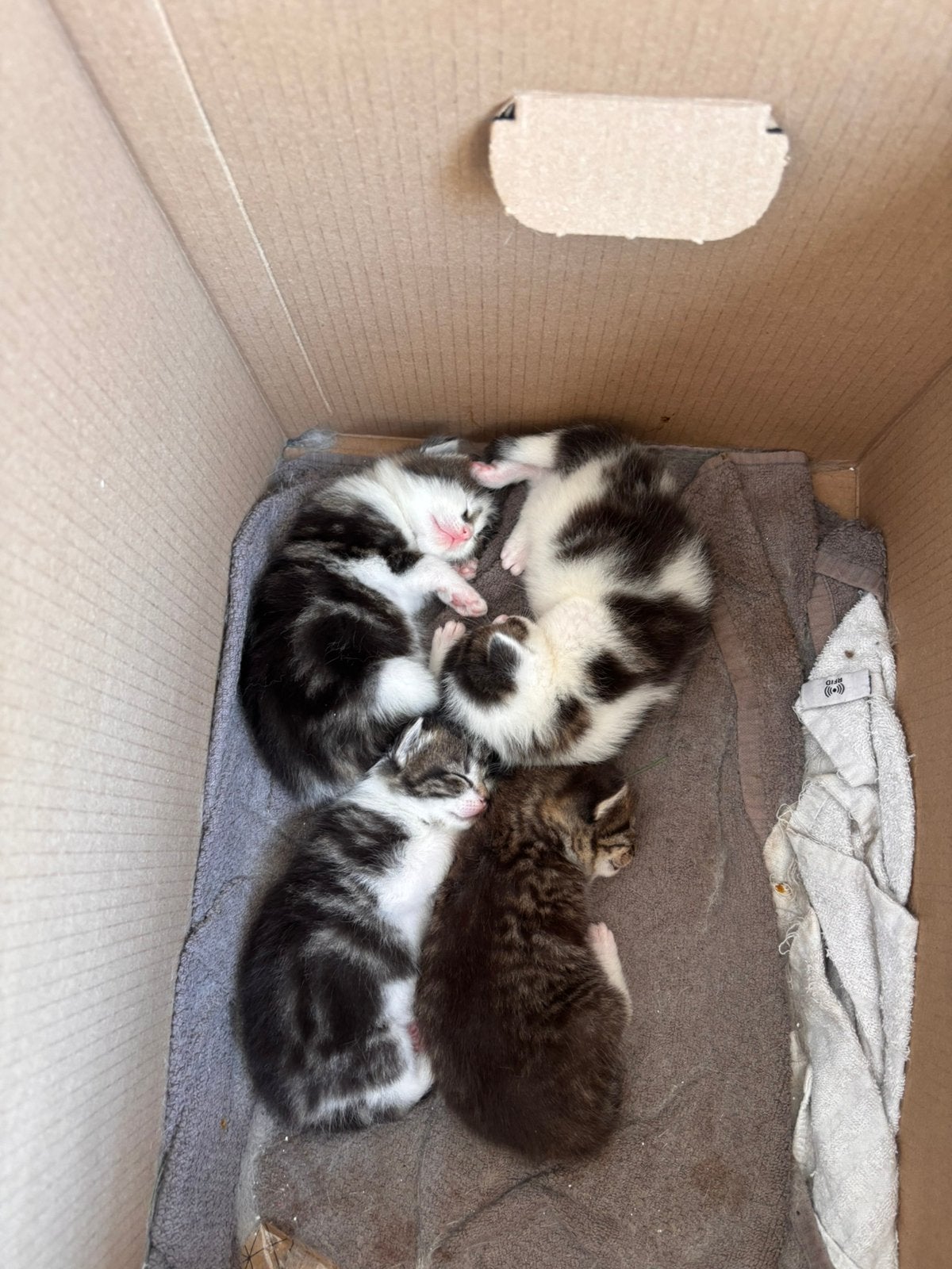 4 kittens geboren 30 juni