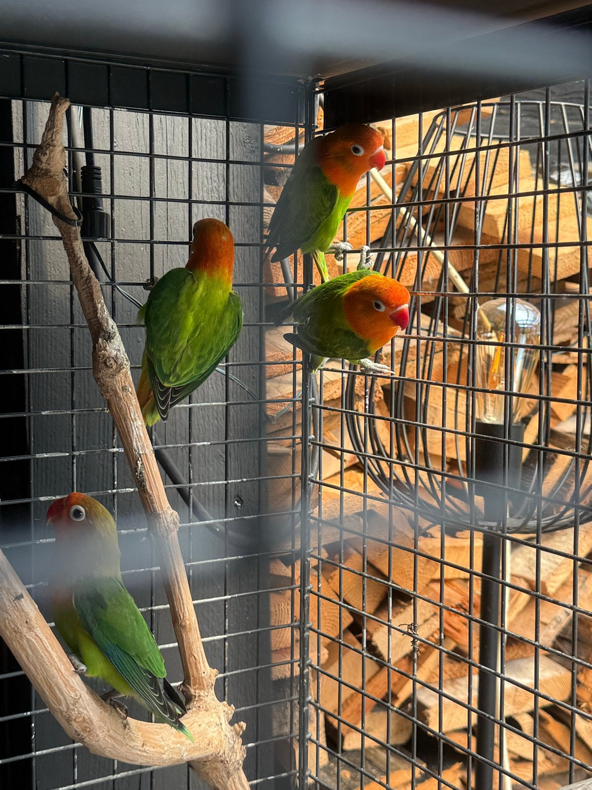 Dwerg papagaai, Dieren en Toebehoren, Meerdere dieren, Papegaai