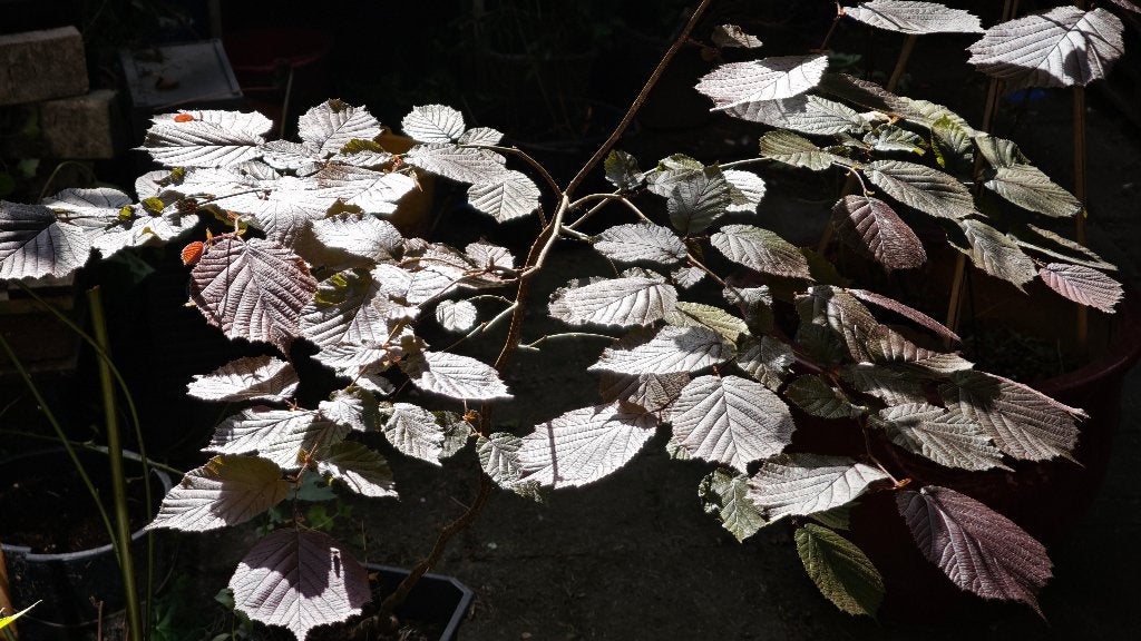 tuinplanten, Tuin en Terras, Ophalen, Vaste plant, Overige soorten, Halfschaduw