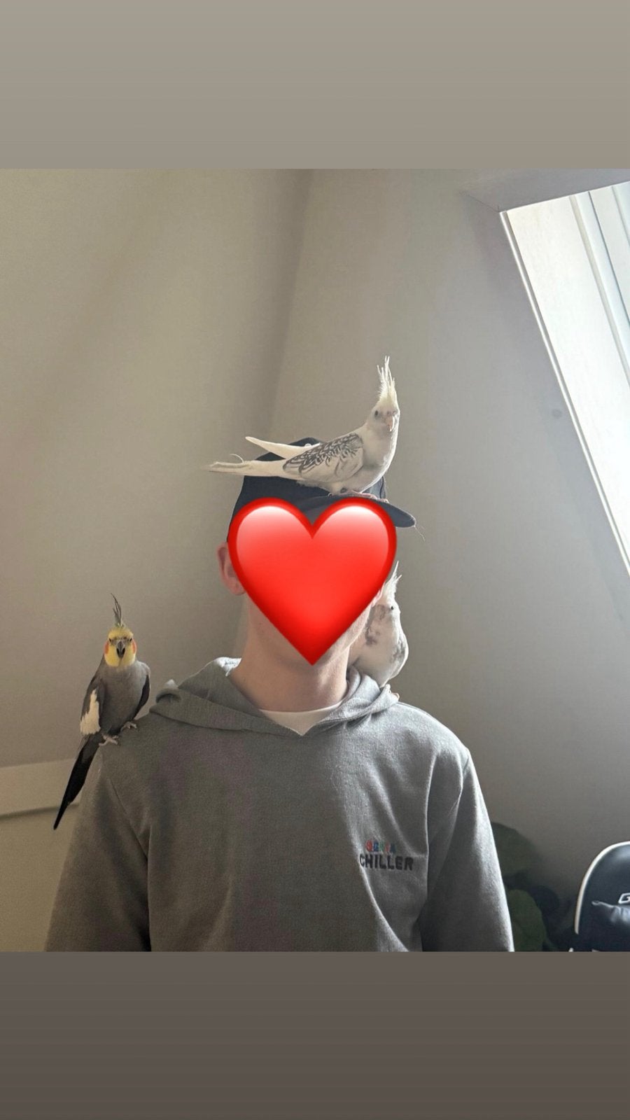 Drie super lieve en tamme valkparkieten (zie omschrijving), Overige niveaus, Starter, Overige vormen