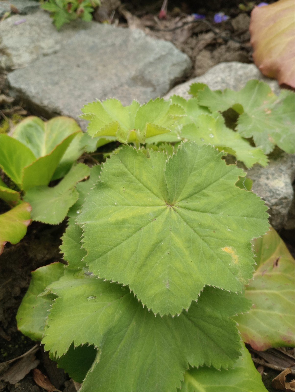 Foto 3 van Vrouwenmantel/Alchemilla mollis