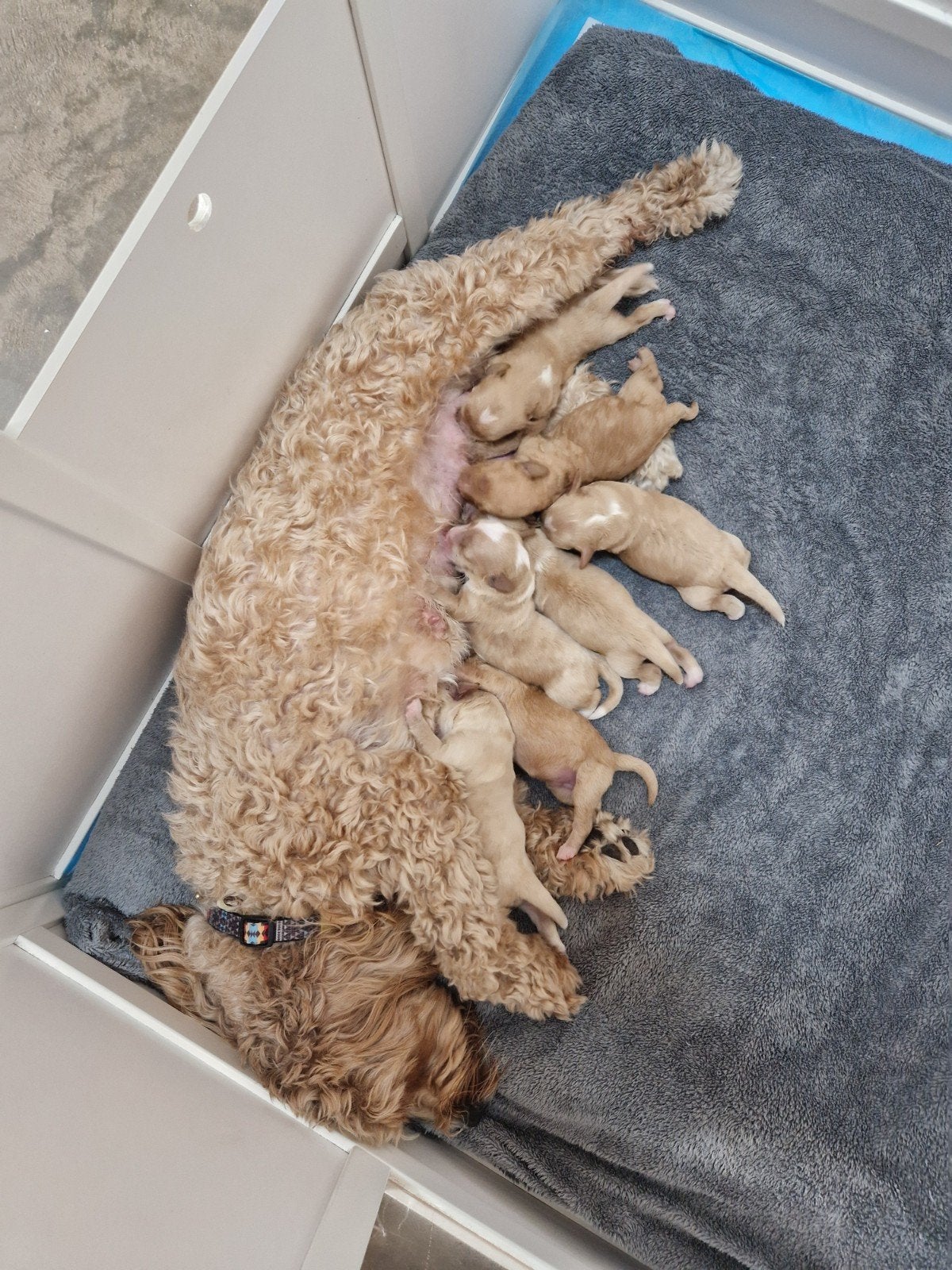 Labradoodle pups, Dieren en Toebehoren, Honden | Niet-rashonden, 1 tot 2 jaar, Meerdere, Meerdere dieren, Nederland