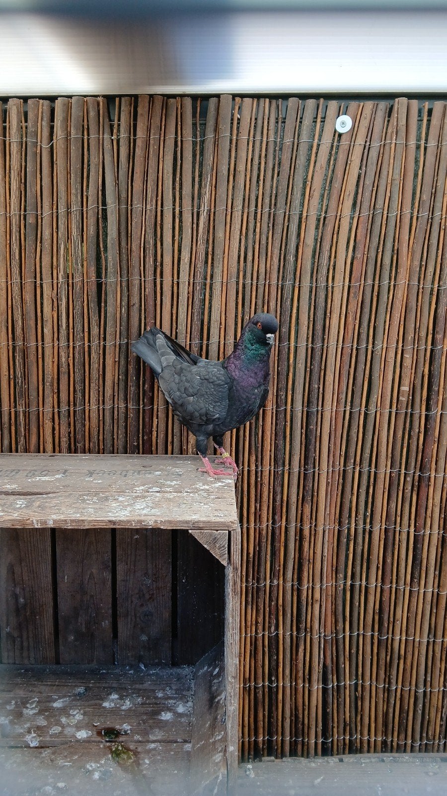 te koop modena s Duitse modena, Meerdere dieren, Overige soorten
