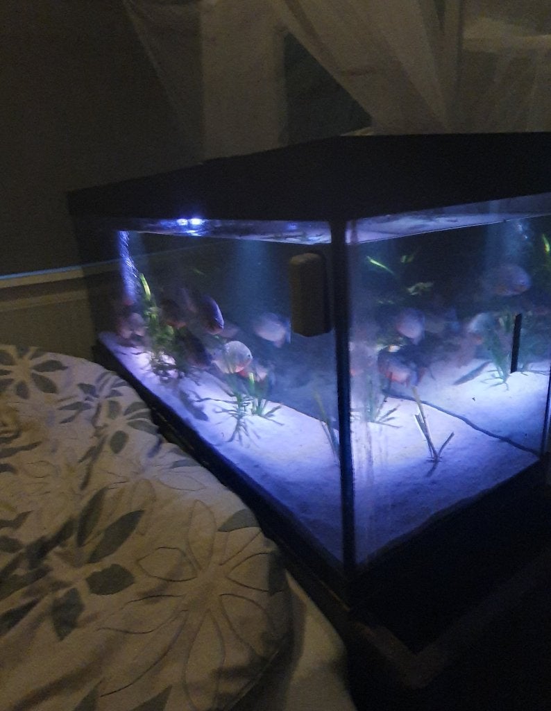 13 piranha's met aquarium en filterpomp, Vis