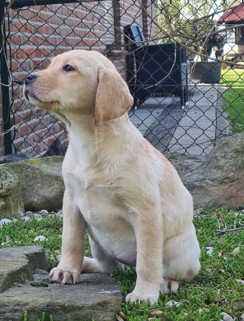Labrador pups blond en zwart, Parvo, 8 tot 15 weken, Labrador retriever, Meerdere