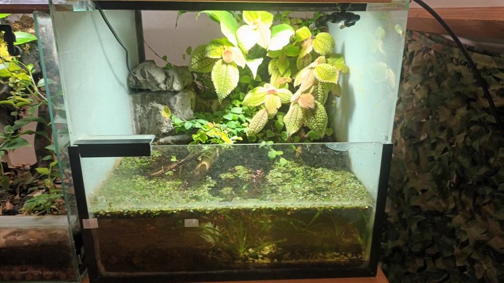 mooi Paludarium! +/- 50x50x40 (b x l x h), Ophalen
