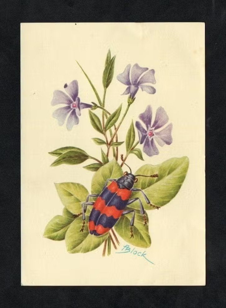 Insect Bijenwolf Bijenkever Trichodes Apiarius Kever., Ophalen of Verzenden, 1960 tot 1980, Ongelopen, Overige soorten