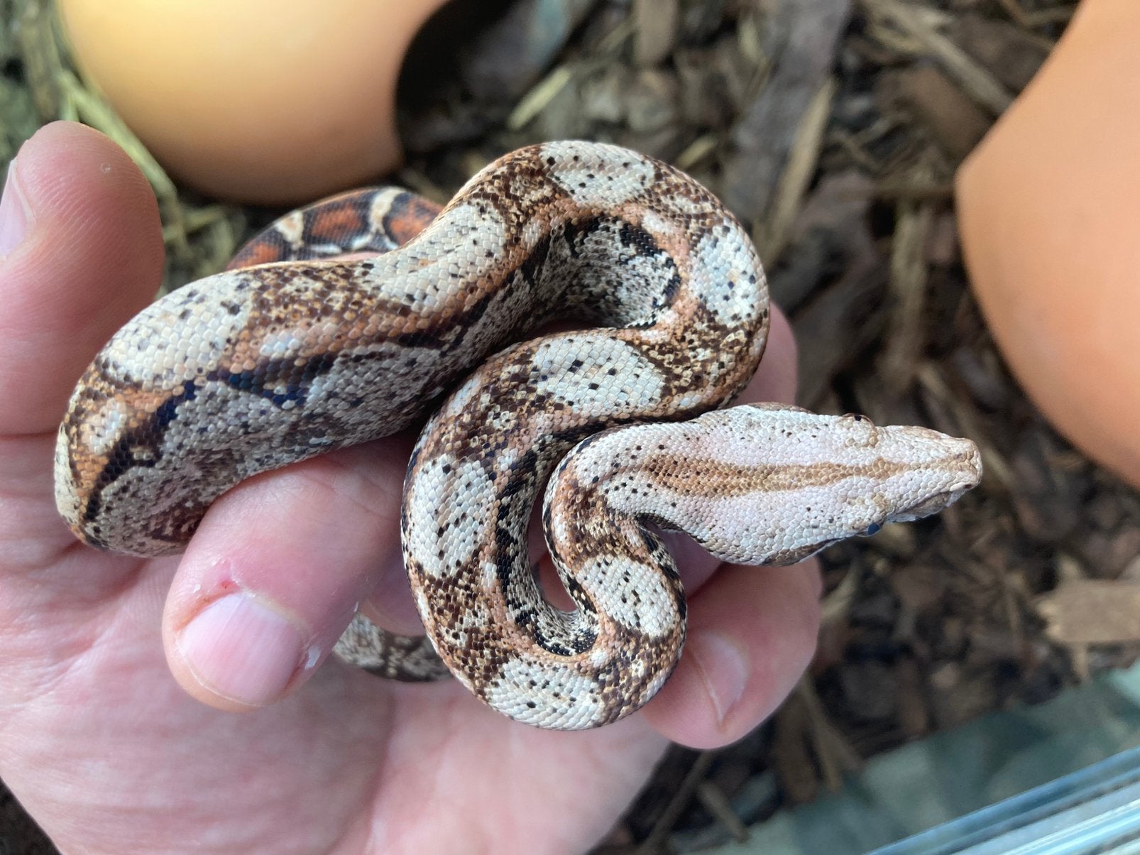 Boa constrictor imperator zuivere localiteit Nicaragua (T+), Slang, 0 tot 2 jaar