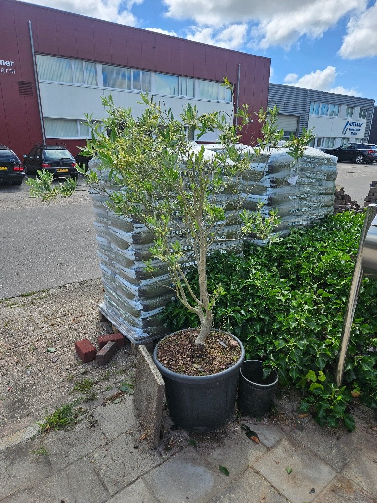 Olijf boom, Overige soorten, 100 tot 250 cm, Zomer, Ophalen
