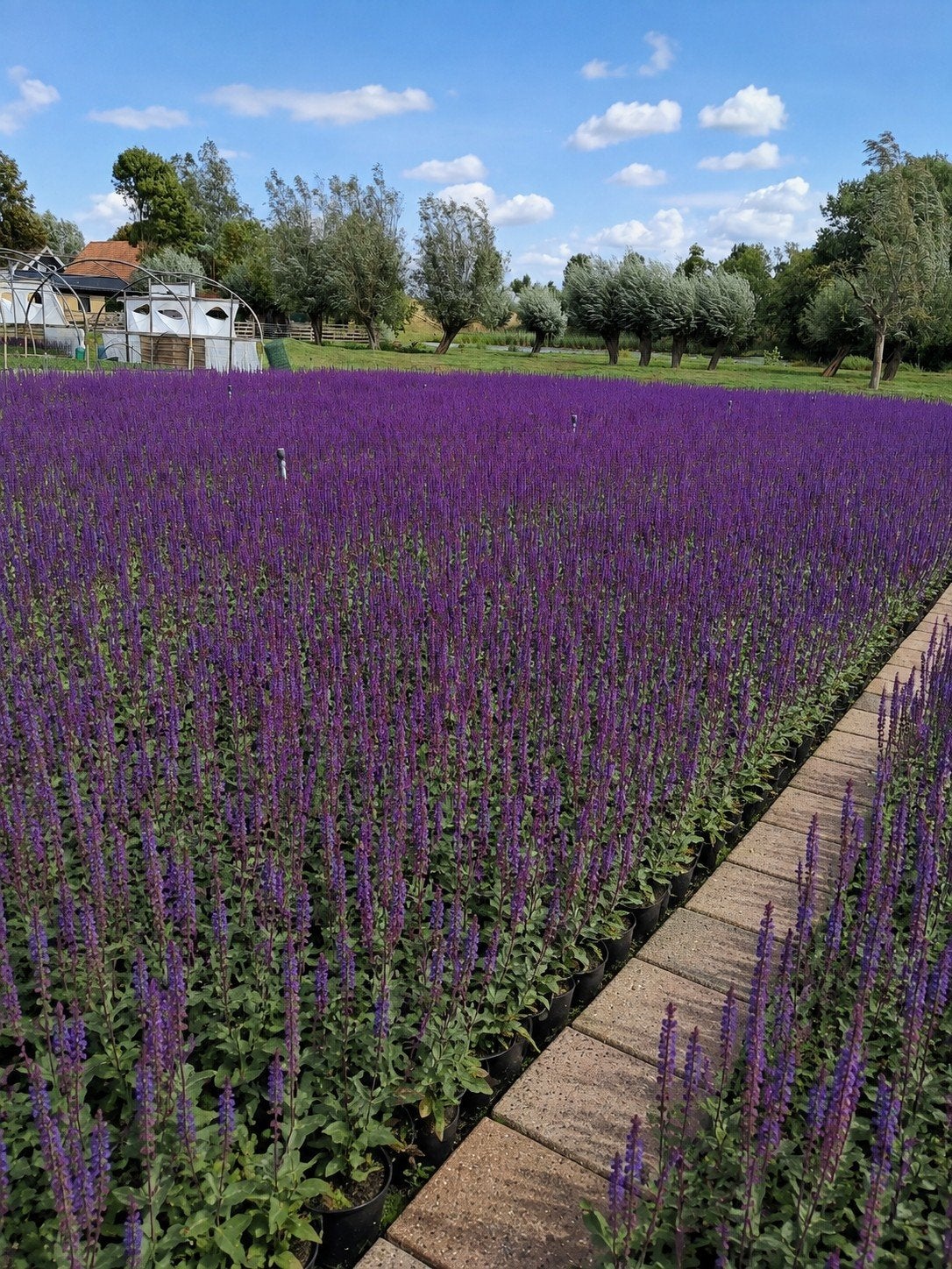 Salvia in 2 liter pot - Prachtige paarse bloemen, Volle zon, Vaste plant, Zomer, Ophalen