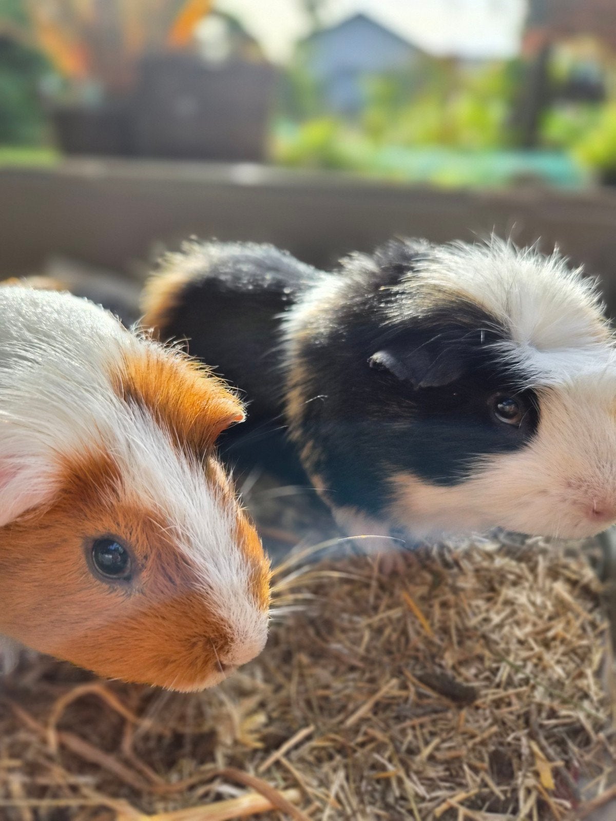 2 cavia's met hok, Dieren en Toebehoren, Februari, Mannelijk, Cavia