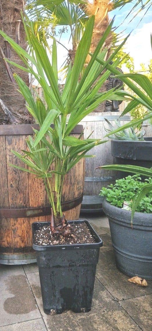 Trachycarpus Fortunei Palmen -18gr.C. Stam +/- 15-20cm, Volle zon, Vaste plant, Bloeit niet, Ophalen