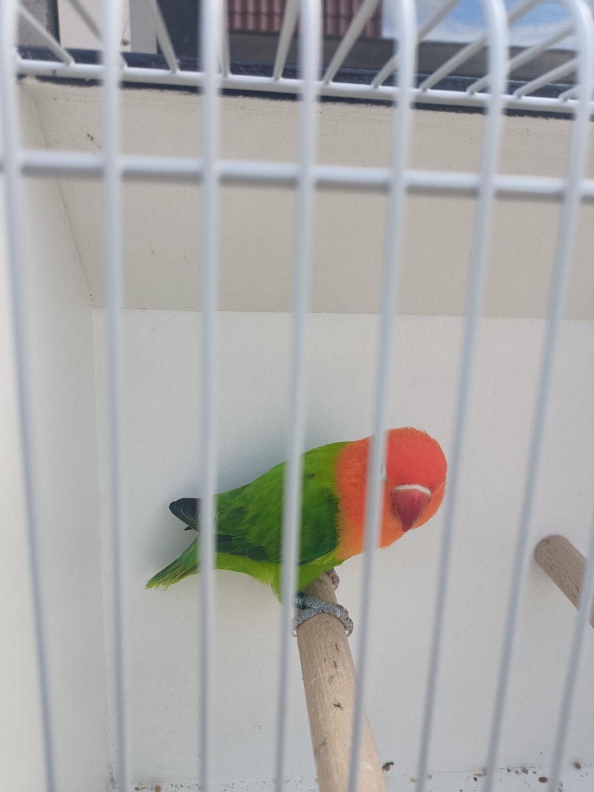 Agapornis Fischeri. opaline man, Dieren en Toebehoren, Mannelijk, Dwergpapegaai of Agapornis, Geringd