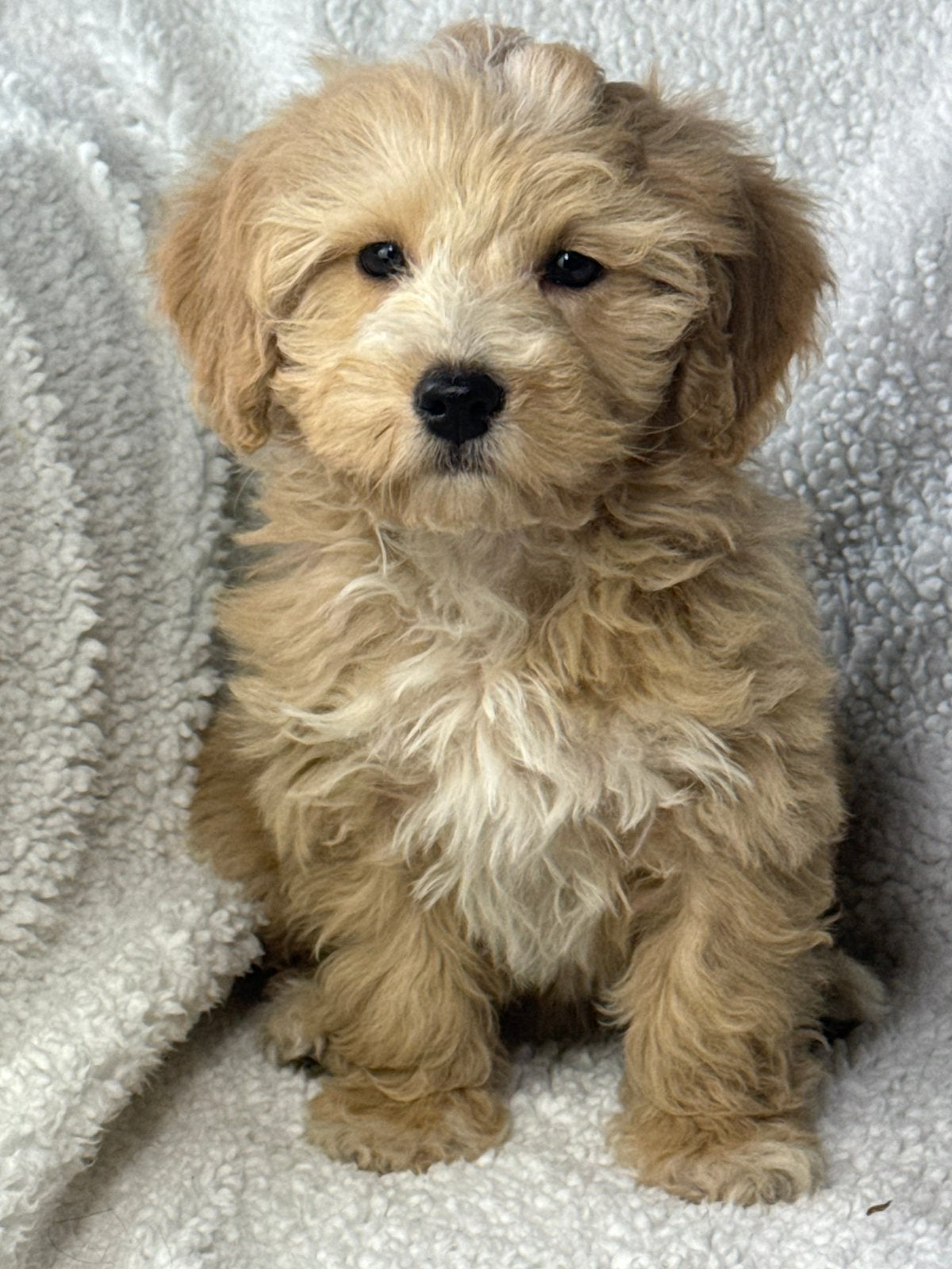 Maltipoo pups 2 teefjes 1 herplaatser vanaf 1000€, Nederland, Parvo, Overige rassen, 8 tot 15 weken