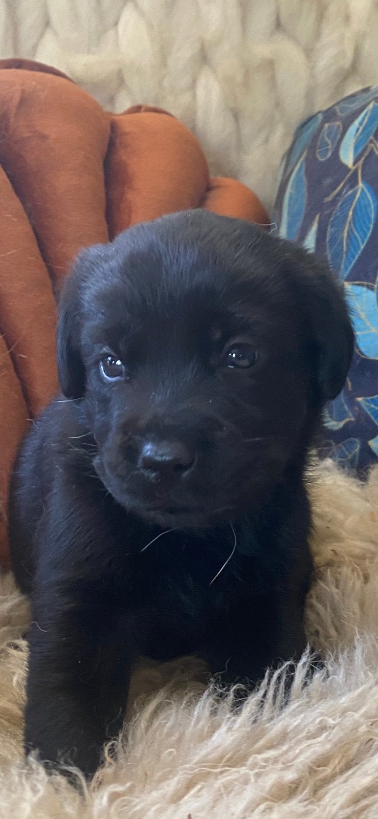 Super mooie‼️ Zwarte Labrador pups, Dieren en Toebehoren, Labrador retriever, Meerdere, Meerdere dieren, Nederland