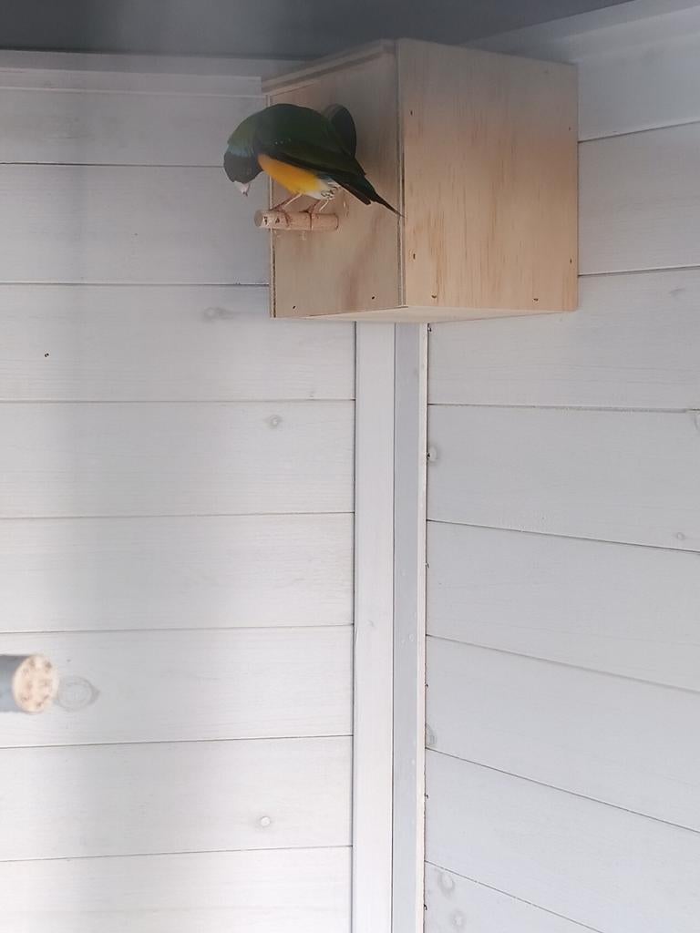 1-0 Gouldamadine, Dieren en Toebehoren, Mannelijk, Tropenvogel