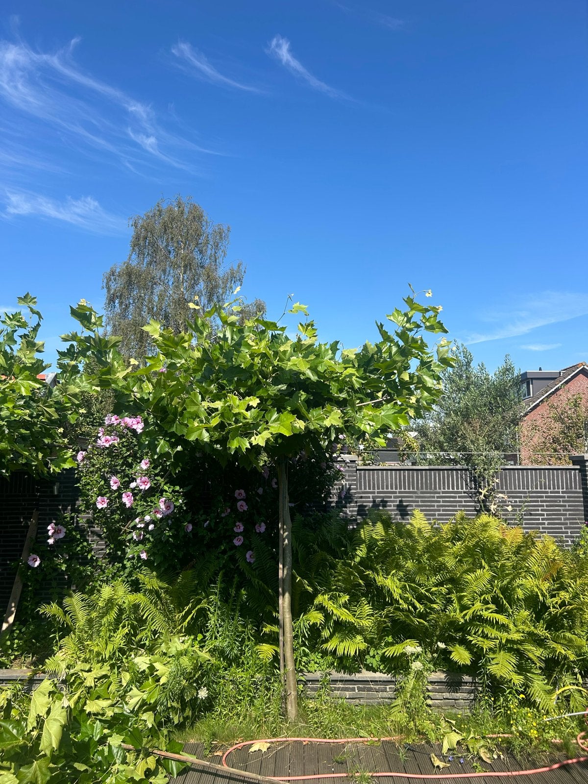 Dakplataan 2 jaar oud - gaat in het najaar eruit, Tuin en Terras, Volle zon, Bloeit niet, Ophalen of Verzenden, Dakboom