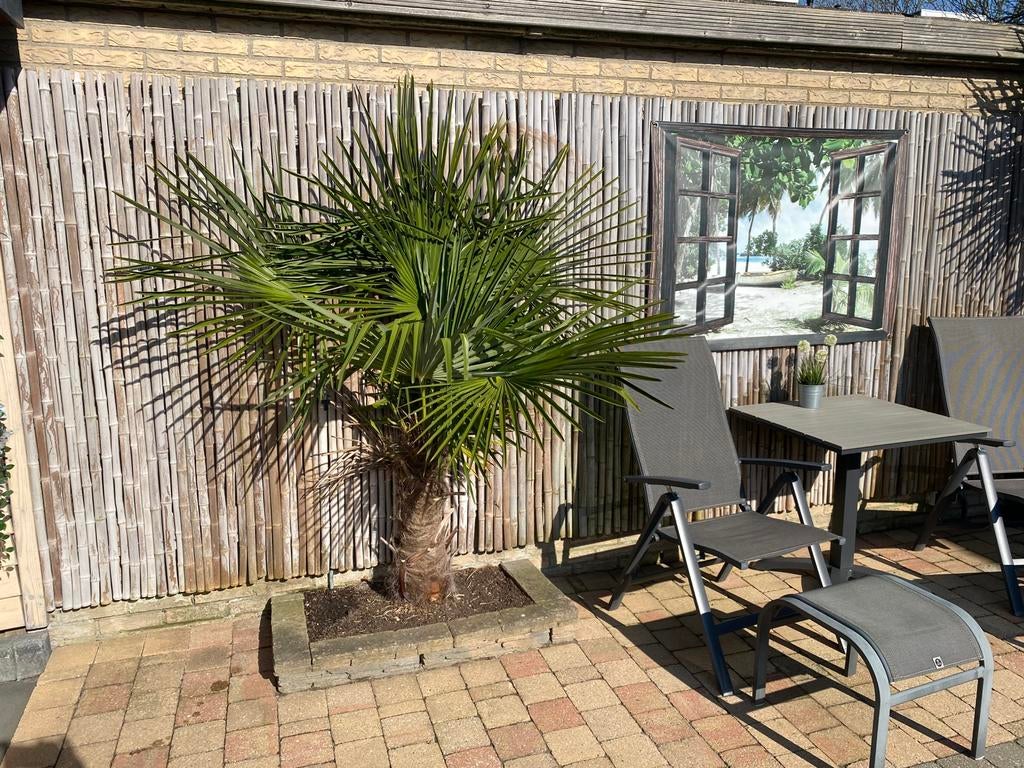 Winterharde palmboom van 2 meter hoog!, Tuin en Terras, Planten | Bomen, 100 tot 250 cm, Zomer, Palmboom, Ophalen