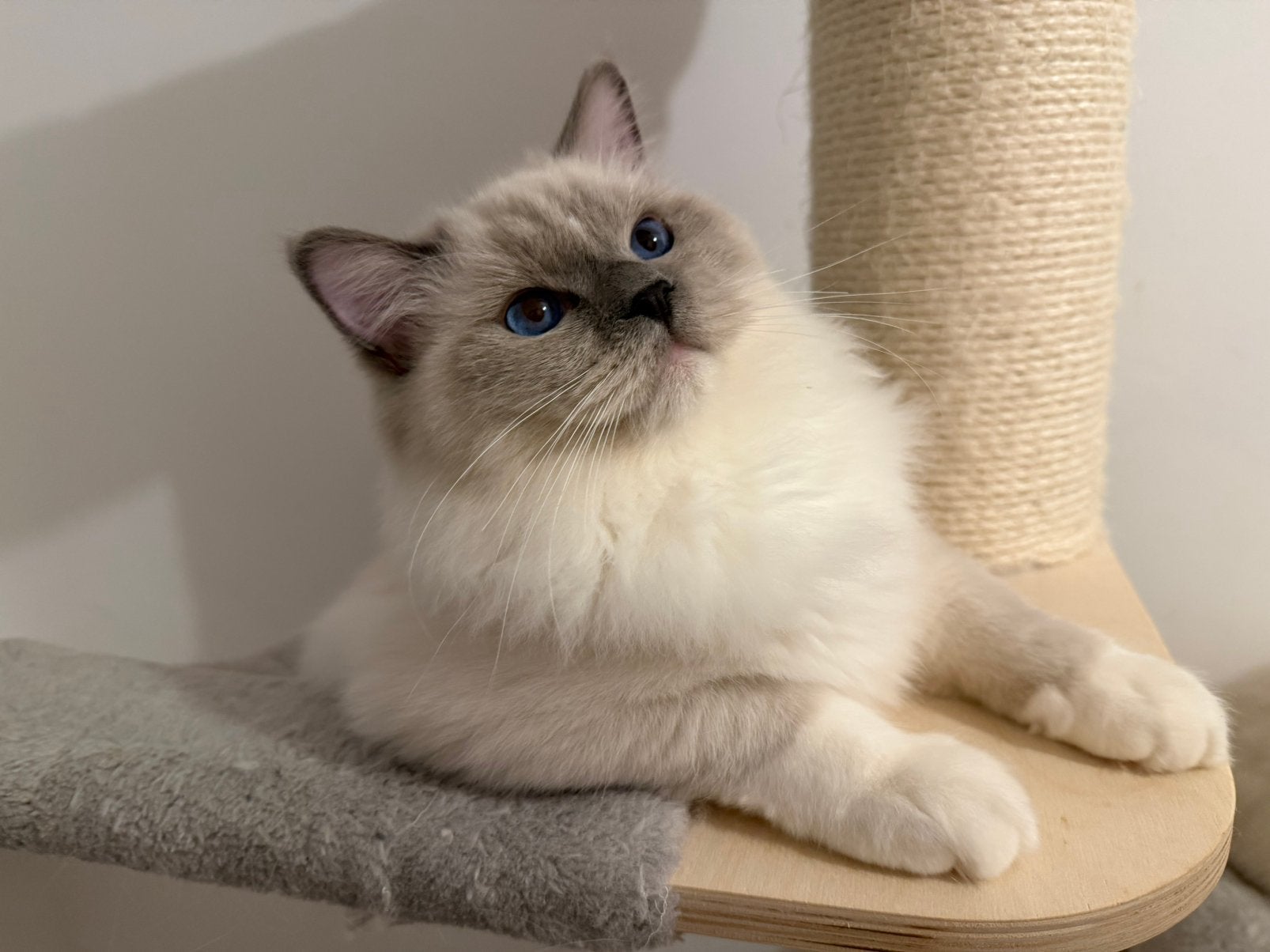 Prachtige ragdoll kater ASLAN stamboom, Kater, Ontwormd