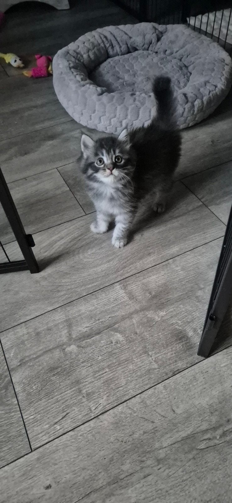Main coon kruising, Meerdere dieren, Gechipt, 0 tot 2 jaar