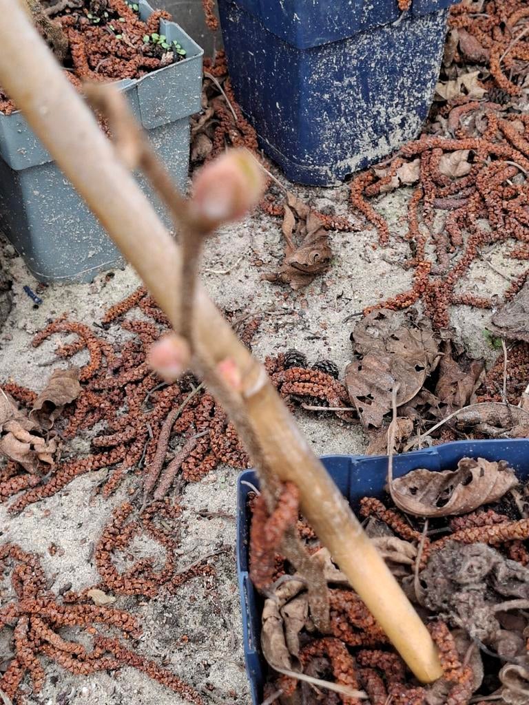 Kiwi planten 2 jaars geel en groene, Ophalen, Overige soorten, Volle zon