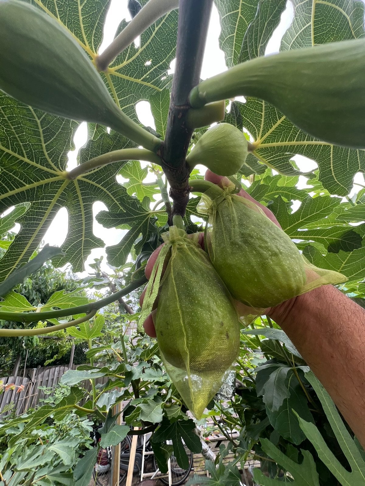 Prachtige Iraanse Vijgenboom - Grote, Zoete Vruchten, Minder dan 100 cm, Lente, In pot, Ophalen of Verzenden