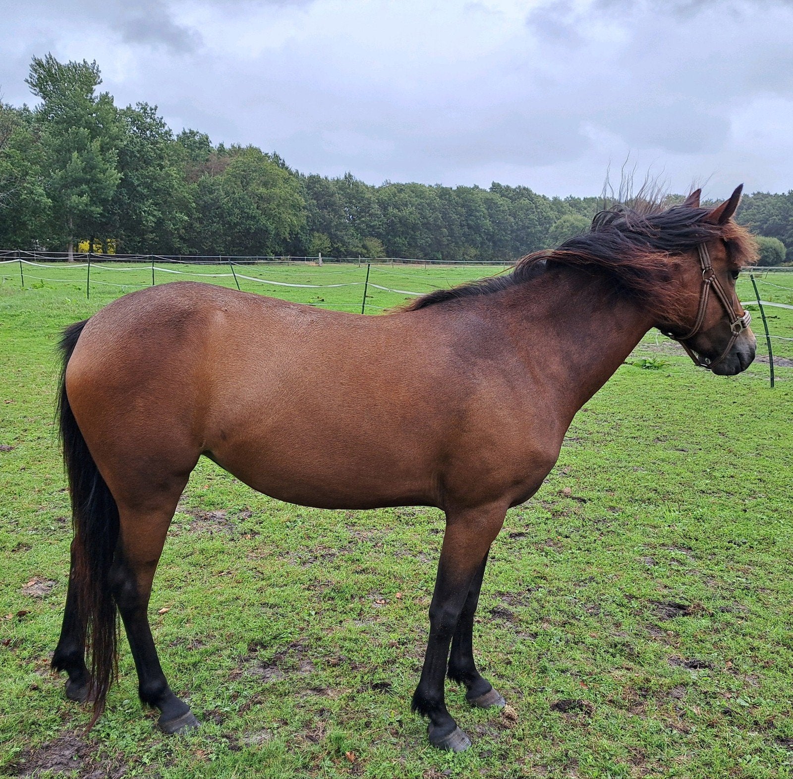 4-jarige merrie met karakter & springaanleg, Dieren en Toebehoren, Merrie, Met stamboom, 3 tot 6 jaar, C pony (1.27m tot 1.37m)